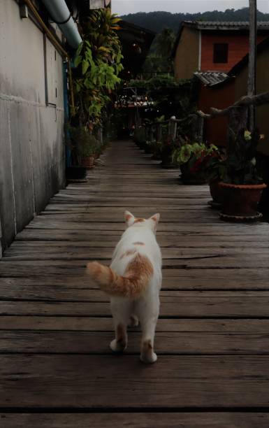 istock View of cat from behind. 1198156394