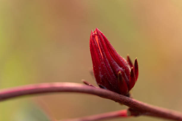 istock Vinuela, Cabitutu (Hibiscus Sabdariffa Linn) on the branch on tree in the garden 1198157830