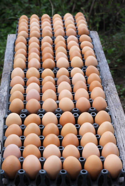 istock Fresh raw eggs with nature speckled in black tray 1198157835