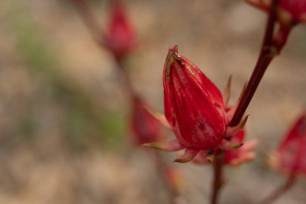 istock Vinuela, Cabitutu (Hibiscus Sabdariffa Linn) on the branch on tree in the garden 1198157846
