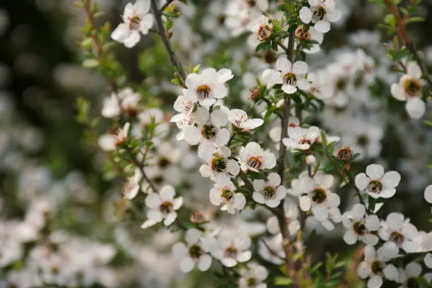 Manuka (Leptospermum Scoparium) New Zealand's Tea Tree in Soft Focus.

The nectar source for the highly valued antibacterial Manuka Honey made by New Zealand's Honey Bees. Manuka Honeys are thought to be so potent at healing infections that many hospitals around the world are now turning to them.