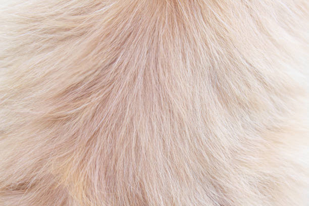 istock Persian fur cat light brown texture abstract for background , Natural animal patterns skin 1198159844