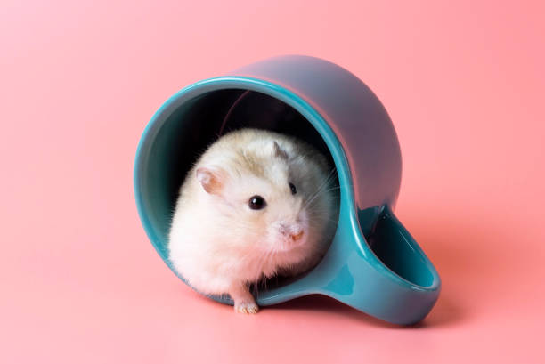 istock Dwarf hamster sitting in a mug close-up on pink background 1198160645