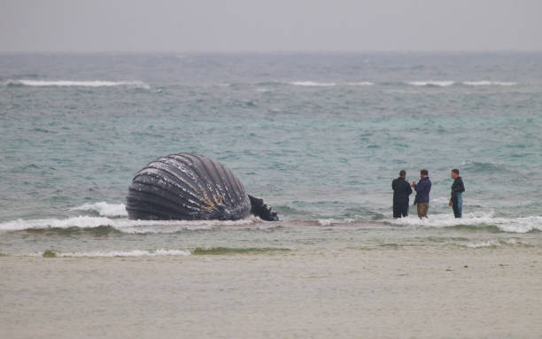 ballena jorobada en la playa en okinawa, japón - wild abandon fotografías e imágenes de stock