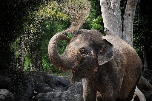 Anjalee, the Asian Elephant at Auckland Zoo, New Zealand, spreads sand on herself with her trunk
