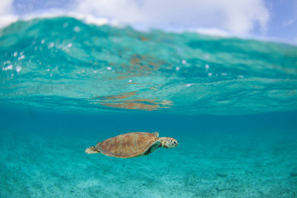 istock Okinawa Sea Turtle paradise 1198162545
