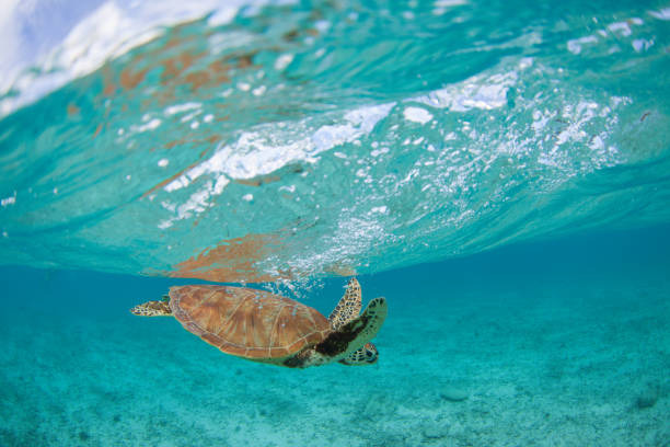 istock Okinawa Sea Turtle paradise 1198162547