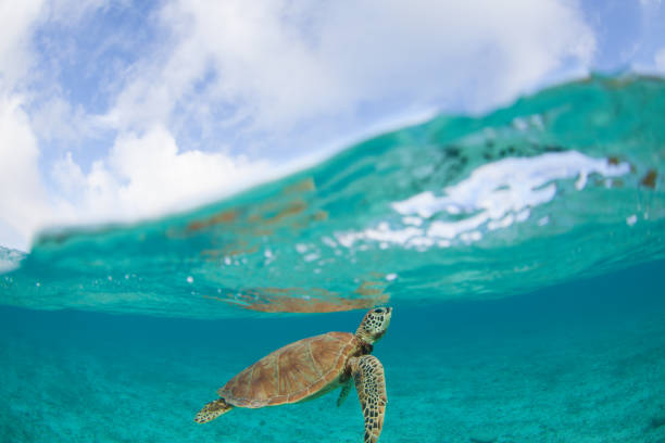 istock Okinawa Sea Turtle paradise 1198162550