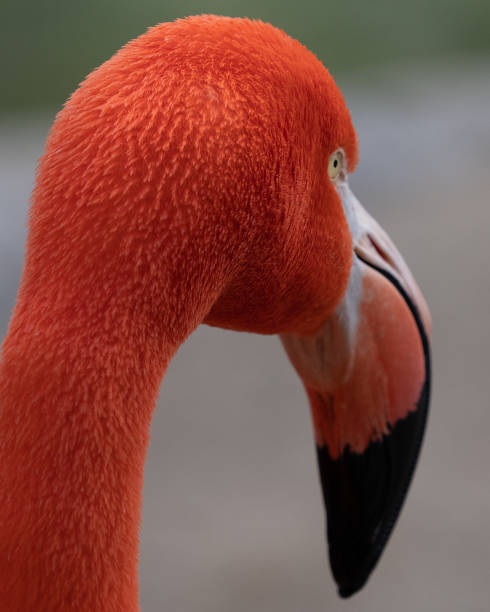 istock Back of a Flamingo Head 1198163157