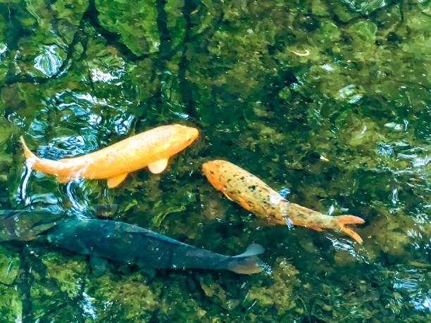 istock Deep forest, carp running through the forest, vivid spring water, shining forest. 1198166400