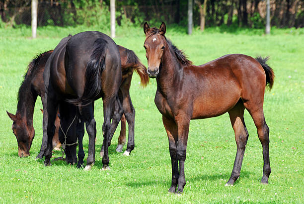 istock horse brown foal on pasture 119816649
