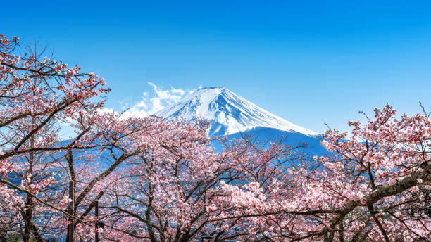 istock Fuji mountain and cherry blossoms in spring, Japan. 1198168274