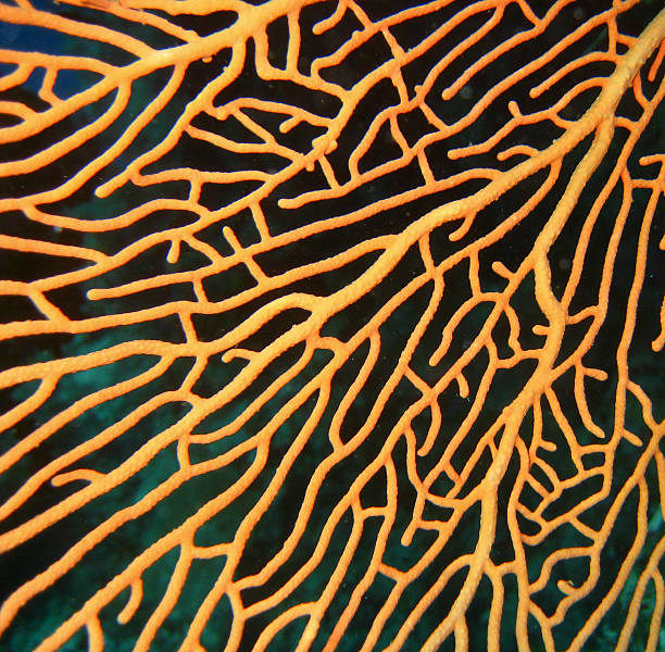 istock Orange branching soft coral fan 119817275