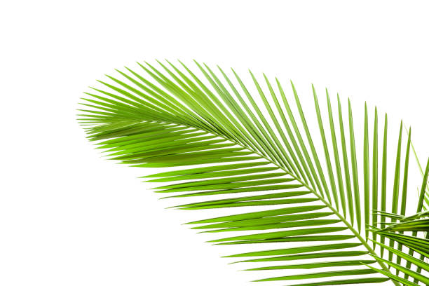 istock Plam leaves isolated on the white background 1198173193