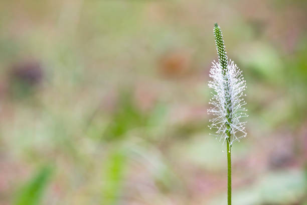 Flowering Plantago media (hoary plantain)