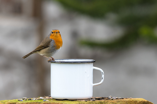 European robin sits on the edge of a tin cup against a blurred background with copy space