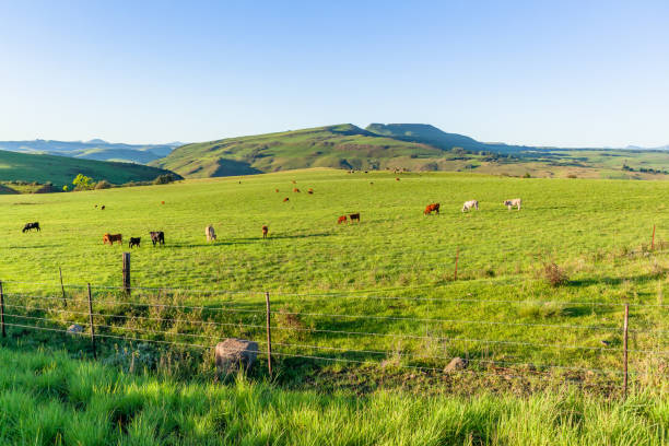 istock Cattle Animals Agricultural Farmlands Summer Mountains 1198179434