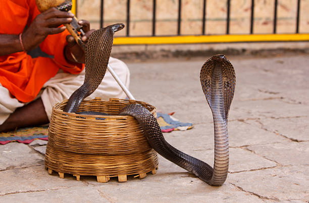 スネークチャーマーでインド・ラージャスターン州） - cobra people india snake ストックフォトと画像