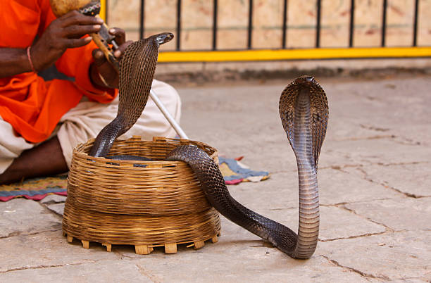 스네이크 허기진 in 가가와, 인도 - cobra people india snake 뉴스 사진 이미지