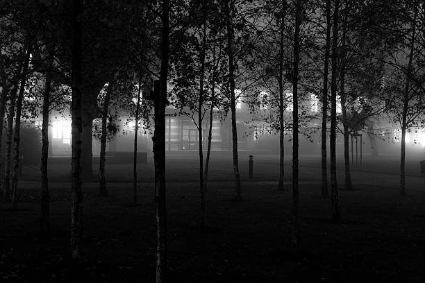 Trees are black in the night stock photo