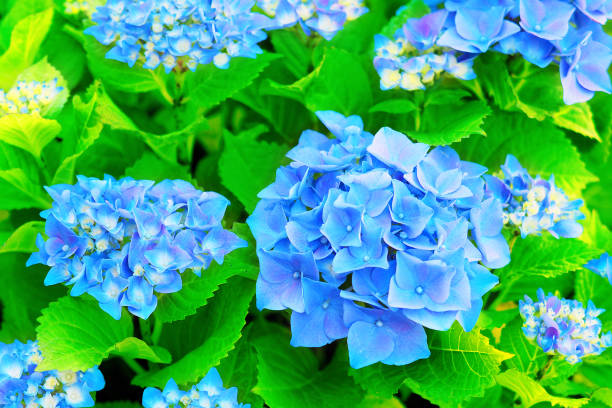 青い花のホルテンシアの背景。アジサイマクロフィラまたは日光ブルーの花序 - hydrangea gardening blue ornamental garden ストックフォトと画像