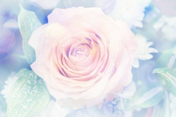 istock Close up beautiful Pink  rose flower bouquet 1198182801