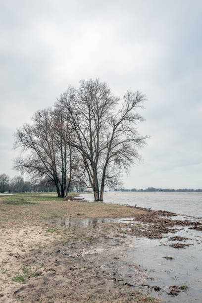 на краю реки - waters edge lake beach tree стоковые фото и изображения