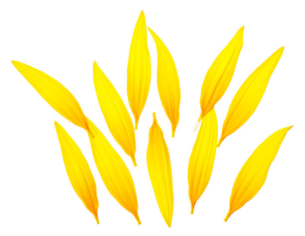 istock Sunflower petals isolated on a white background. Top view. 1198184160