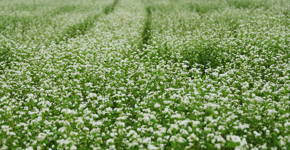 Buckwheat flowers photographed at Nam ji-ji Athletic Park in Changnyeong-gun, Gyeongnam