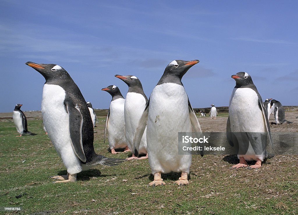 Colonie de pingouins papou - Photo de Antarctique libre de droits