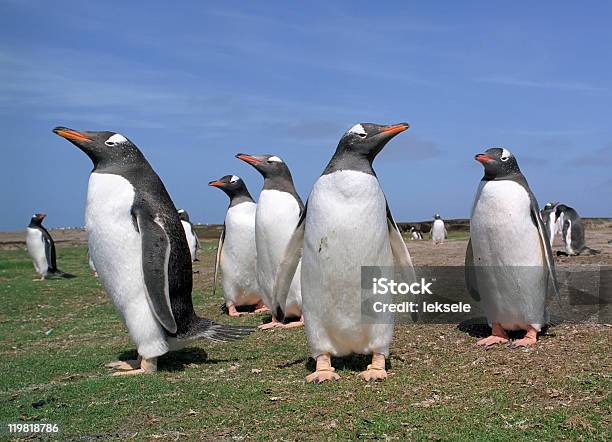 Photo libre de droit de Colonie De Pingouins Papou banque d'images et plus d'images libres de droit de Antarctique - Antarctique, Blanc, Climat