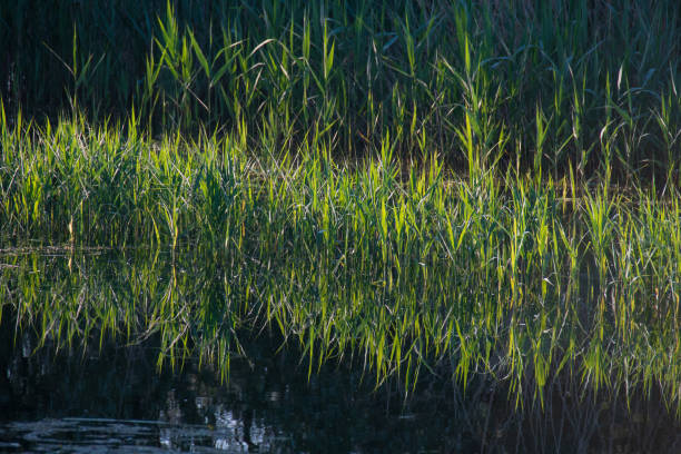 istock Landscape of Lake Der 1198188522