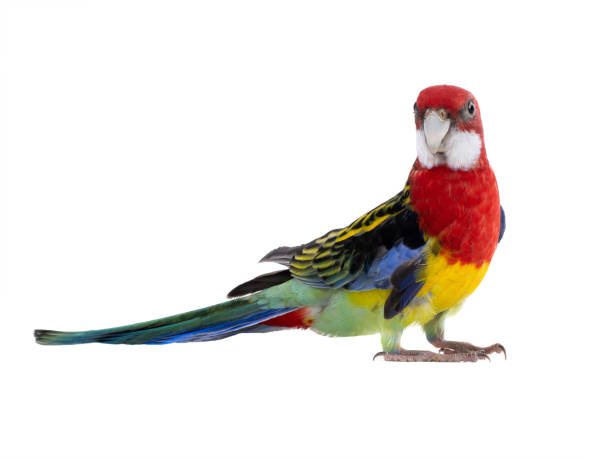 istock parrot Rosella parrot isolated on white 1198189720