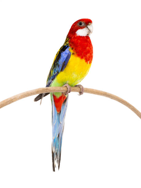 istock parrot Rosella parrot isolated on white 1198189730