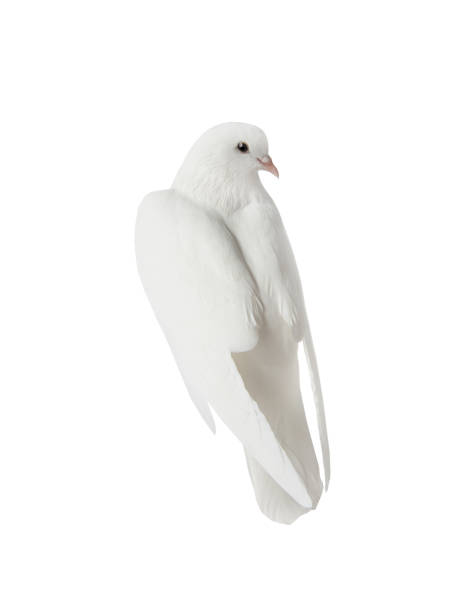 istock View of a pigeon from the back isolated on a white 1198189757