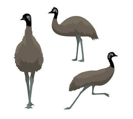 Free EMU Clipart in AI, SVG, EPS or PSD
