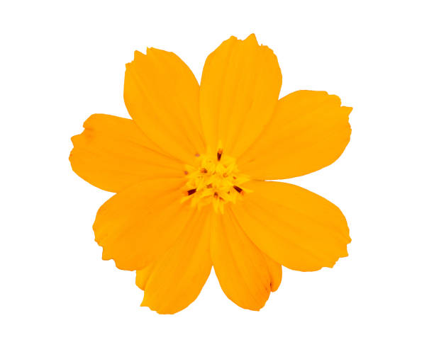 istock Yellow flower isolated on white background 1198190113