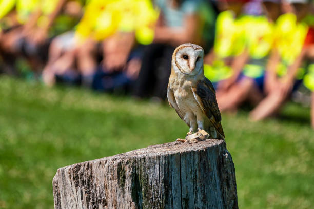 sowa zachodnia, tyto alba w parku przyrody - owl endangered species barn night zdjęcia i obrazy z banku zdjęć