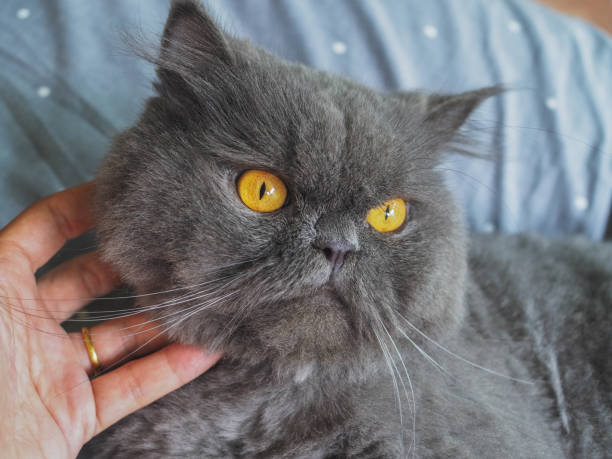 Head shot of Beautiful blue grey Persian longhair siting on a floor and looking straight to sunrise outside of house.