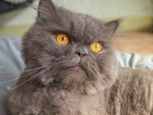 istock Beautiful blue grey Persian longhair 1198190208