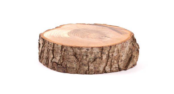 istock Irregular shape wood slab with bark and tree growth rings, isolated 1198190865