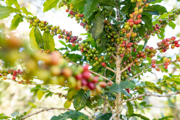 Raw coffee cherries on a branch. Raw coffee cherries on a branch. How To Grow And Care For Coffea Arabica In California USA stock pictures, royalty-free photos & images