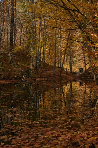 landscape - scenery, Yedigöller National Park in Bolu