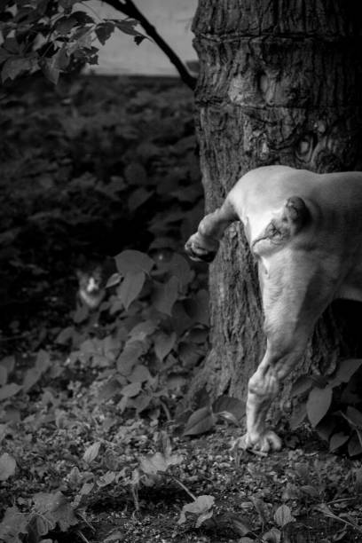 A big dog on a walk relieves the need under a tree, behind which a cat hides