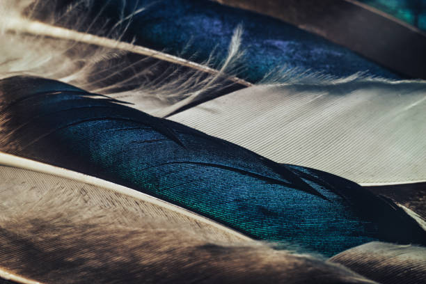 istock Close up Beautiful Colored duck Bird feather pattern background for design texture. Macro photography view. 1198196717