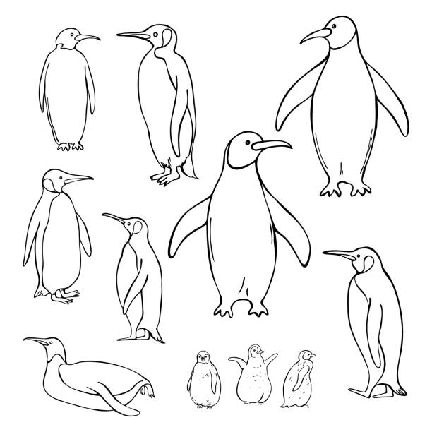 ilustrações de stock, clip art, desenhos animados e ícones de hand drawn penguins. vector sketch  illustration. - 5079