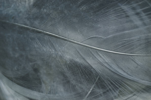 istock Close up Beautiful gray Bird feather pattern background for design texture. Macro photography view. 1198197198