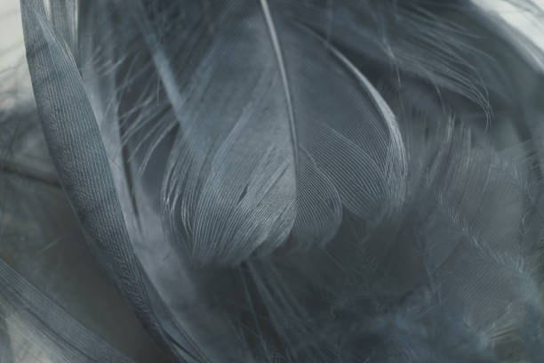 istock Close up Beautiful gray Bird feather pattern background for design texture. Macro photography view. 1198197795