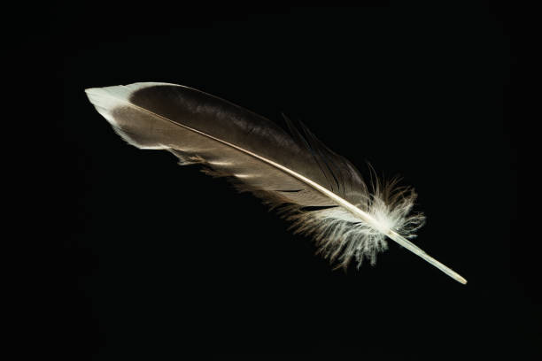 istock Beautiful duck Bird feather pattern for design texture. Isolated on Black Background 1198198098