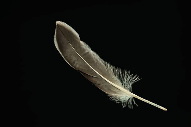istock Beautiful duck Bird feather pattern for design texture. Isolated on Black Background 1198198170